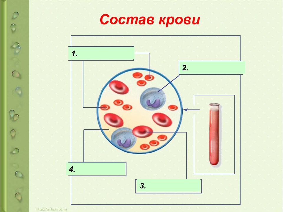 Картинки внутренняя среда организма человека