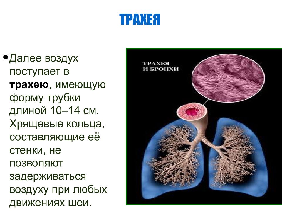 Трахея имеет форму трубки длиной 9. Кандидоз трахеи и бронхов. По трахее воздух поступает в. Трахея имеет форму трубки длиной 9 см.