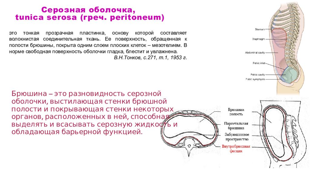 Серозная оболочка. Серозная оболочка брюшины. Серозная оболочка, выстилающая брюшную полость. Серозные оболочки анатомия. Отношение серозных оболочек к органам.