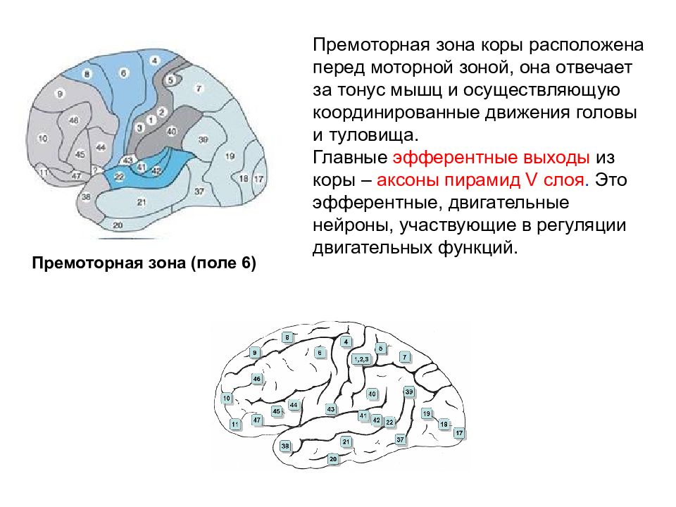 Моторные зоны мозга. Функции премоторной коры головного мозга. Премоторные зоны полушарий головного мозга.