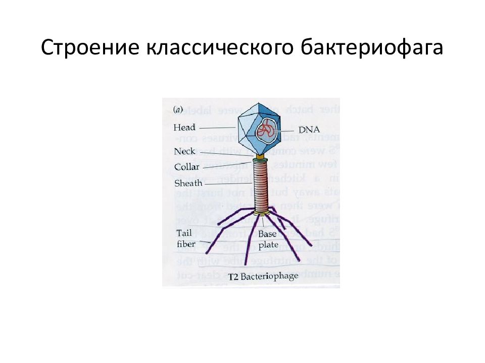 Названия бактериофагов