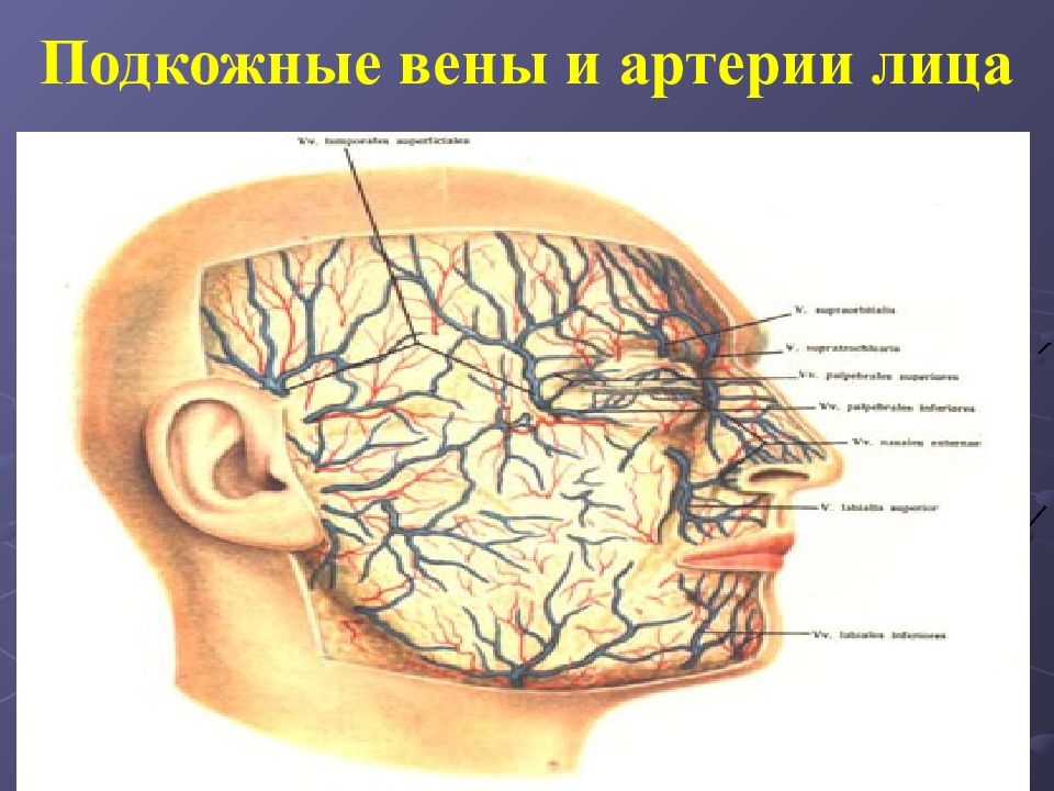 Вен на лице. Кровоснабжение лицевого отдела головы. Лицевой отдел головы топографическая анатомия. Лицевая артерия и Вена анатомия.