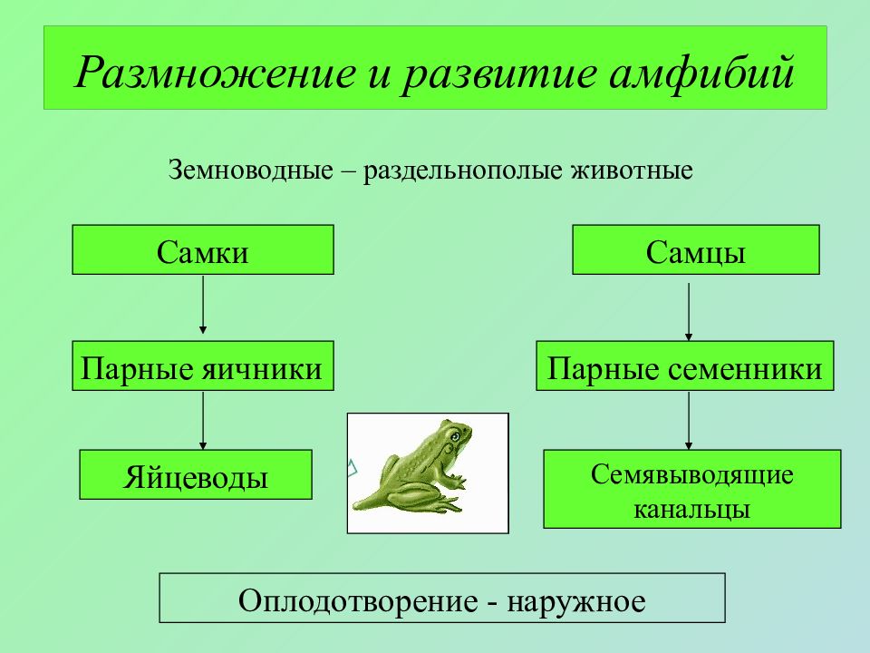 Размножение класса земноводные амфибии таблица. Размножение и развитие земноводных 7 класс биология таблица. Схема размножения и развития земноводных. Размножение земноводных.