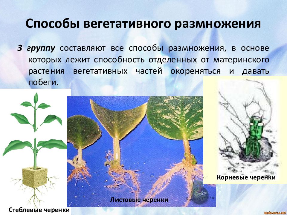 Способы вегетативного размножения