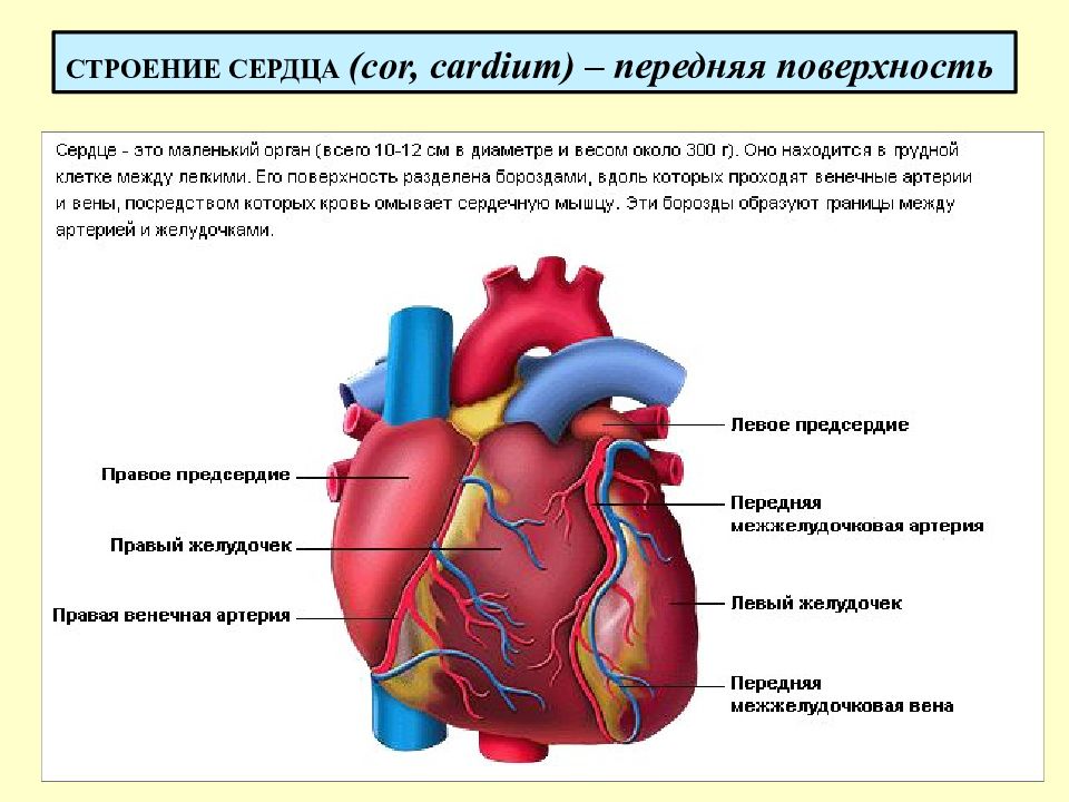 Борозды сердца анатомия картинки