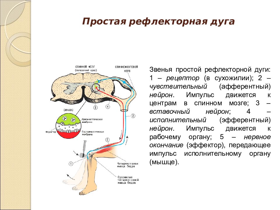 Вставочный нейрон цнс