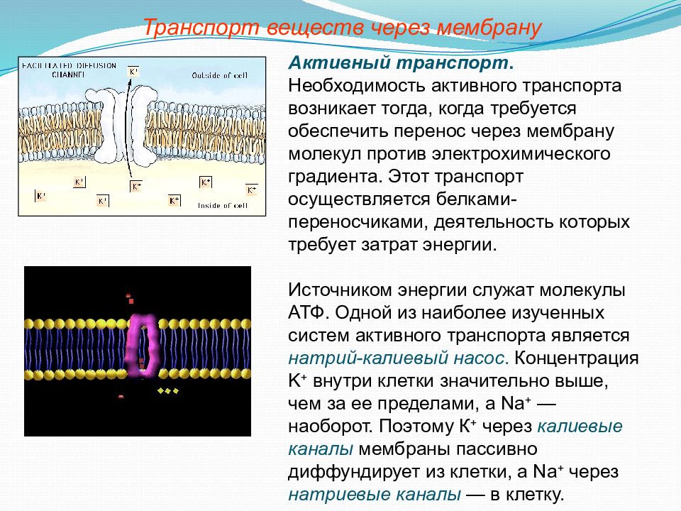 Презентация активный транспорт