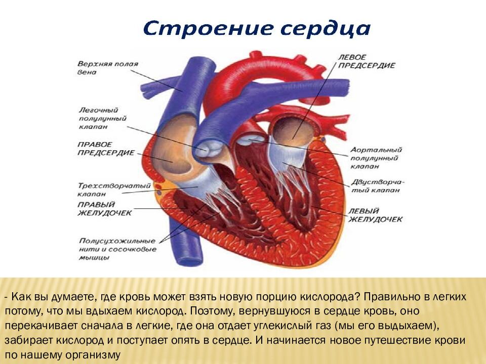 Как работает наше сердце