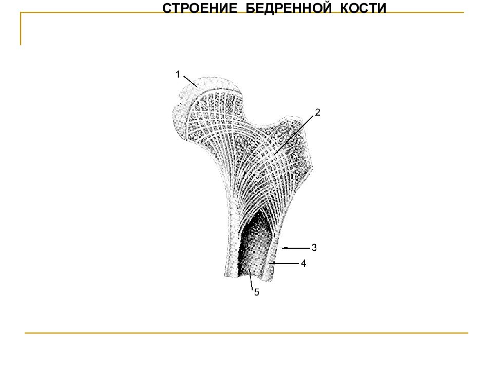 Головка бедренной. Костная структура головки бедренной кости. Строение головки бедренной кости. Строение бедренной кости анатомия. Ямка головки бедренной кости.