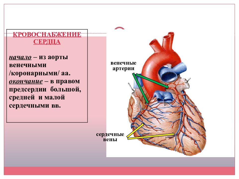 Какие сосуды в левом предсердии. Сердечная мышца картинка для презентации. Презентация коронарные артерии. Капилляры средний слой сердца. Аортальная форма сердца рисунок.