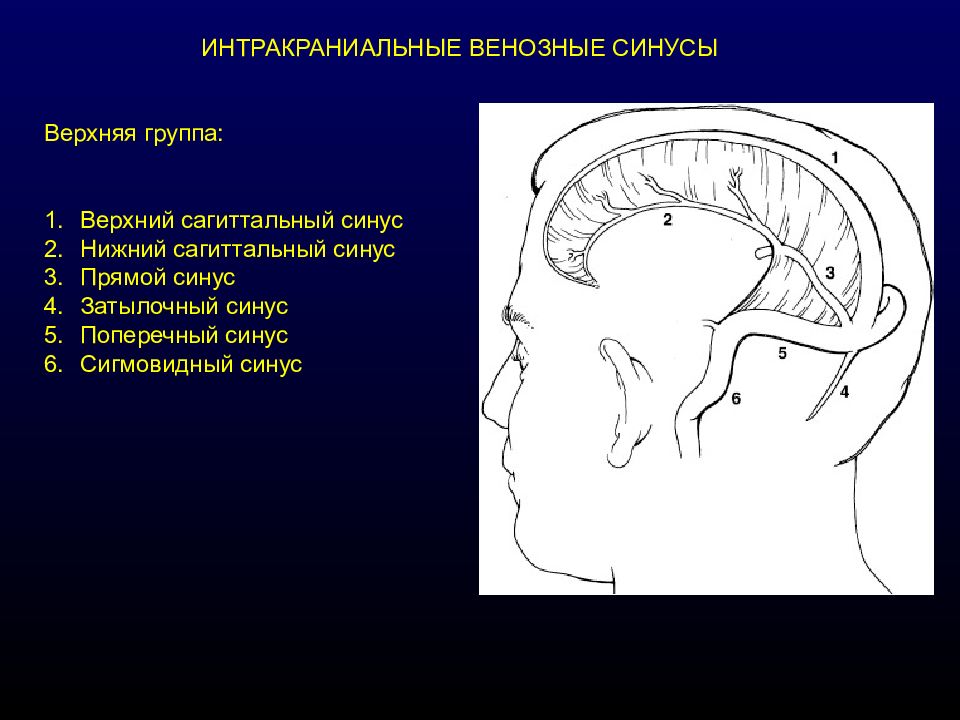 Верхний сагиттальный синус. Внутричерепные венозные синусы. Интракраниальные. Интракраниальные вены.