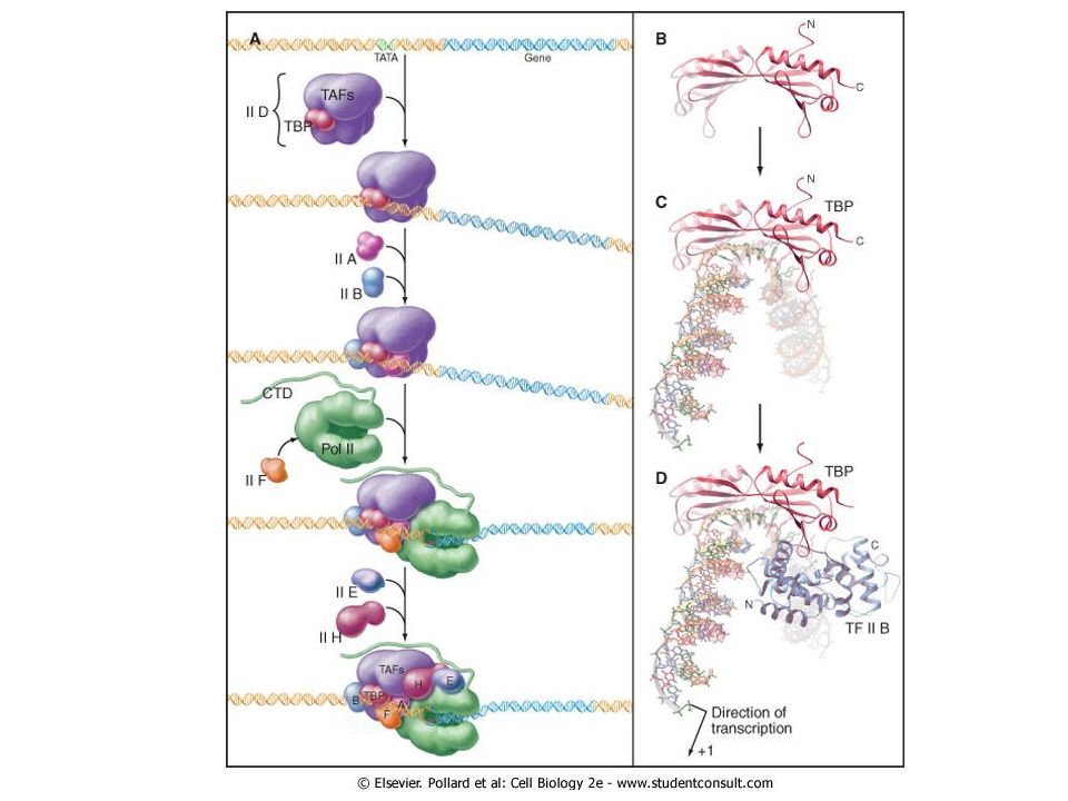 Транскрипция молекулярная биология. RNA polymerase II Complex.