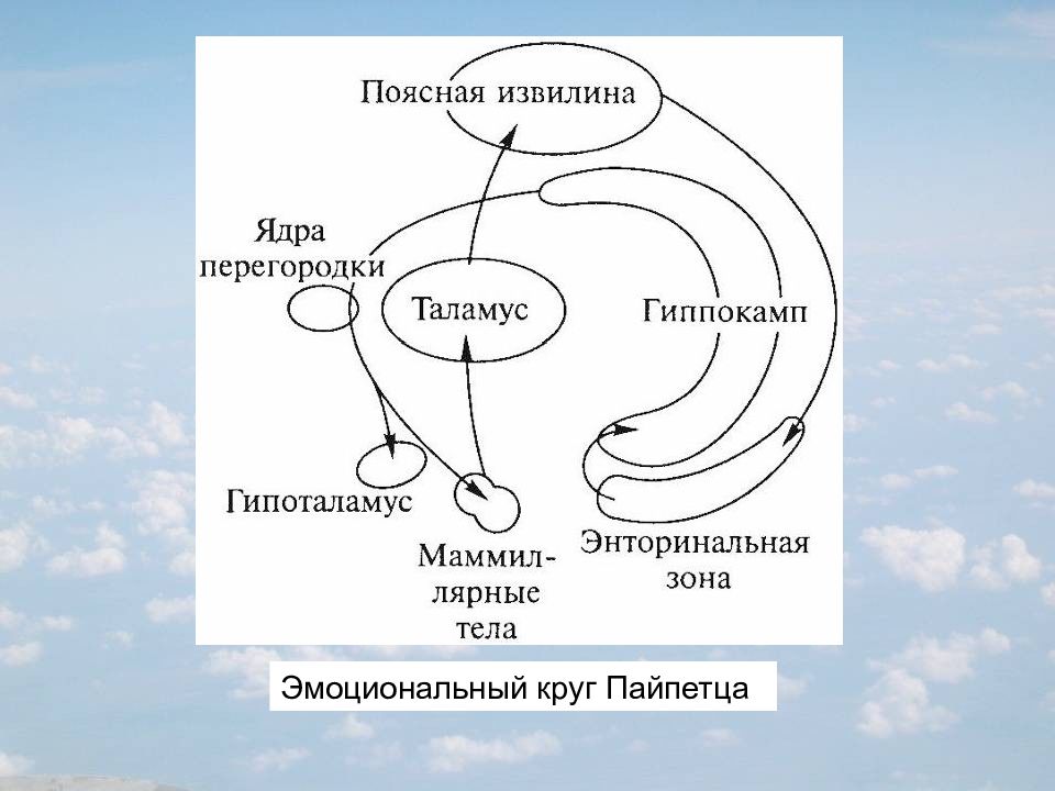 Мотивации физиология презентация