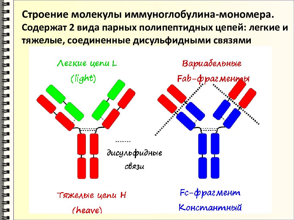 Гены иммуноглобулинов. Тяжелые и легкие цепи иммуноглобулинов. Иммуноглобулины мономеры. Строение иммуноглобулина. Общая характеристика и строение молекулы иммуноглобулина.