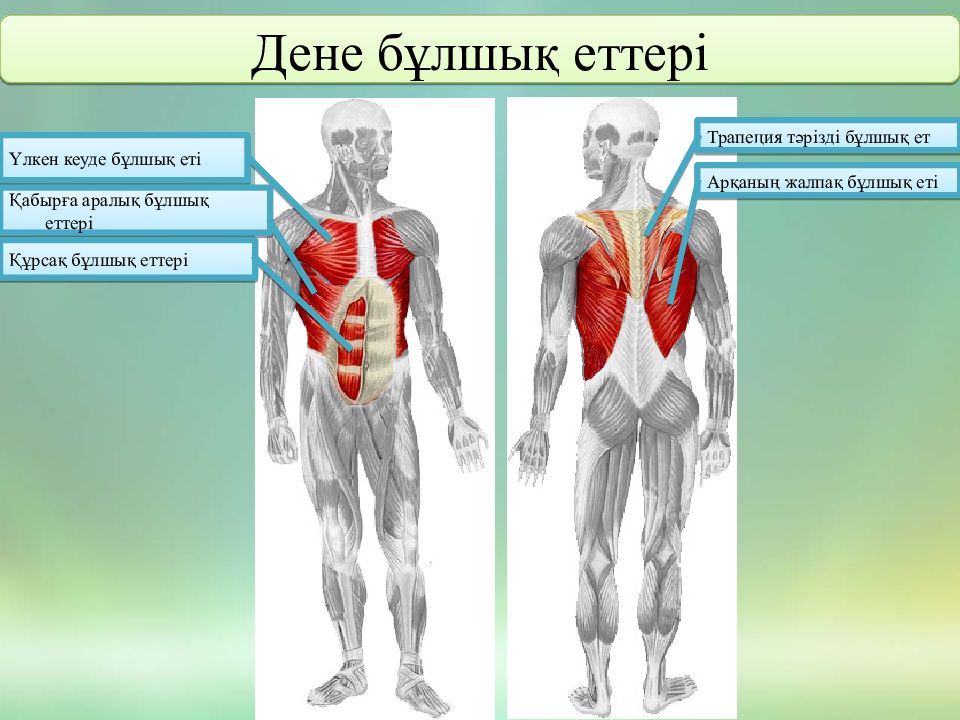 Дене форму. Бұлшық ет түрлері презентация. Трапеция мышца спереди. Трапеция в строении тела.