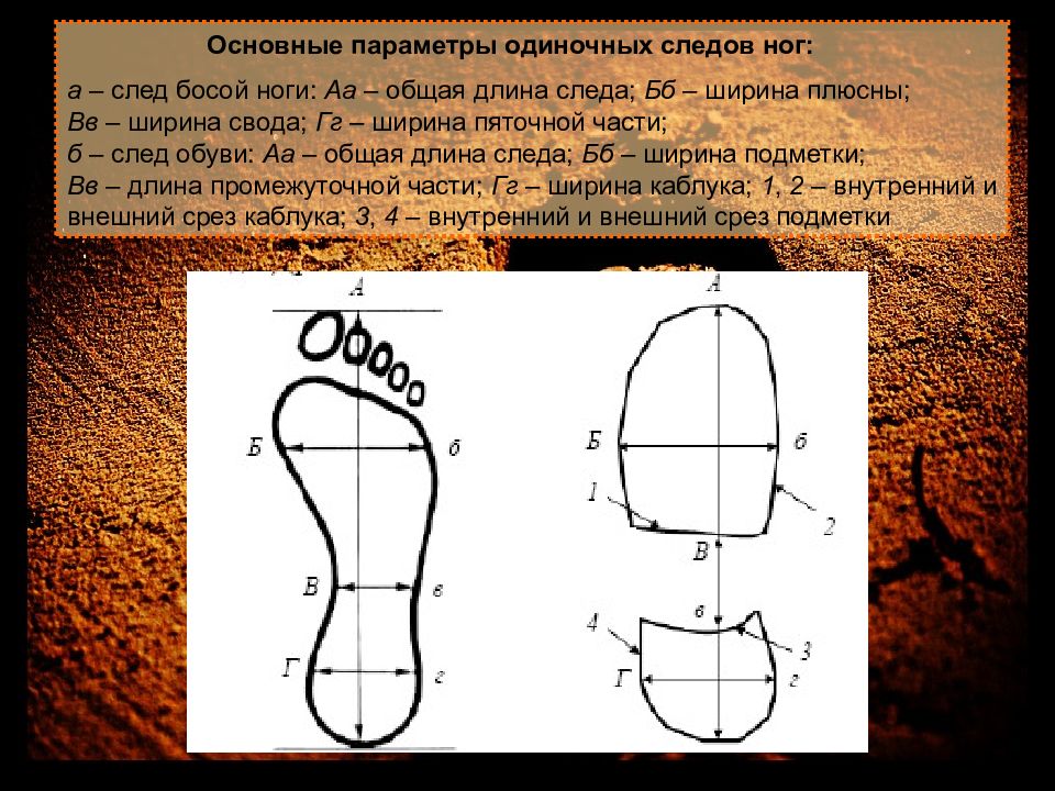 Обозначьте и укажите на рисунке части следа босой ноги криминалистика