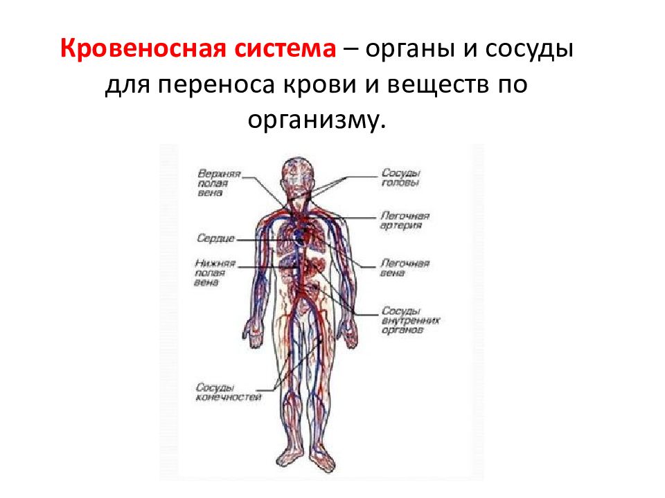 Кровеносная система появляется у. Кровеносная система ее строение и функции. Органы кровеносной системы схема. Общий план строения кровеносной системы человека. Кровеносная система человека вид спереди.