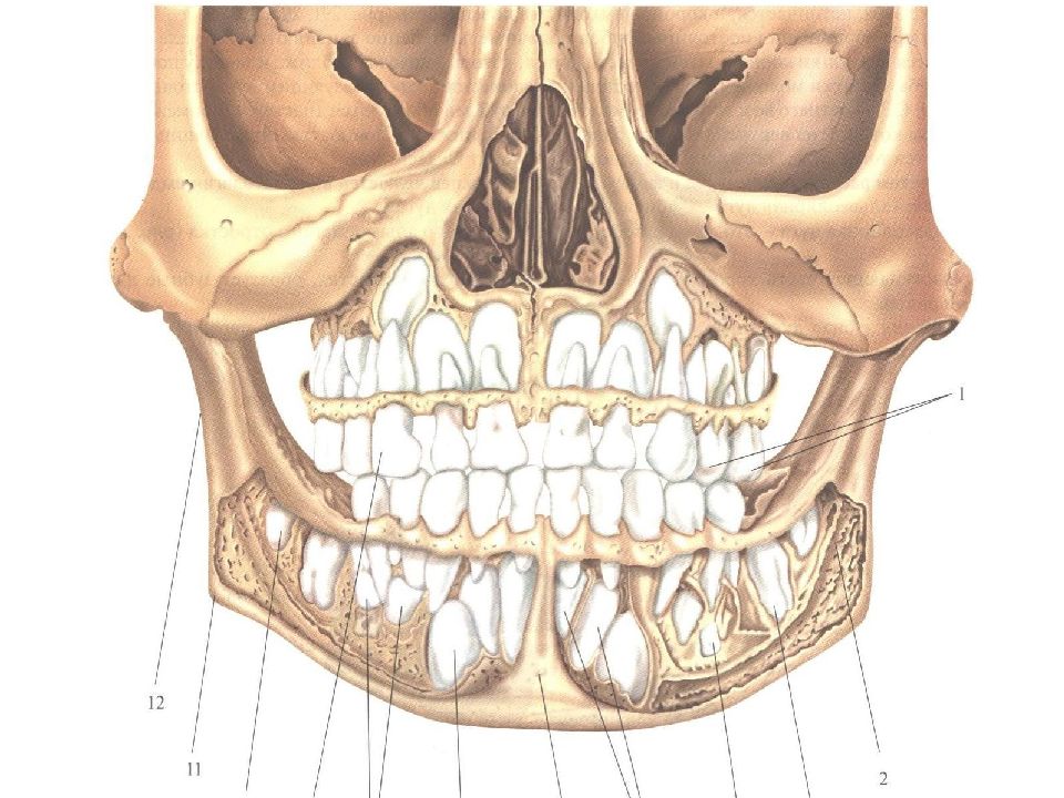 Коренной зуб в челюсти. Анатомия зубов нижней челюсти. Анатомия зубов нижней челюсти человека. Анатомия зубов верхней челюсти. Maxilla анатомия.