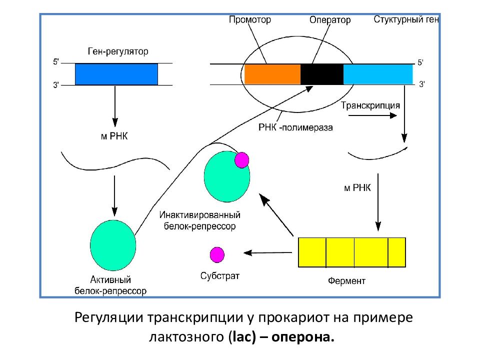 Что такое экспрессия генов