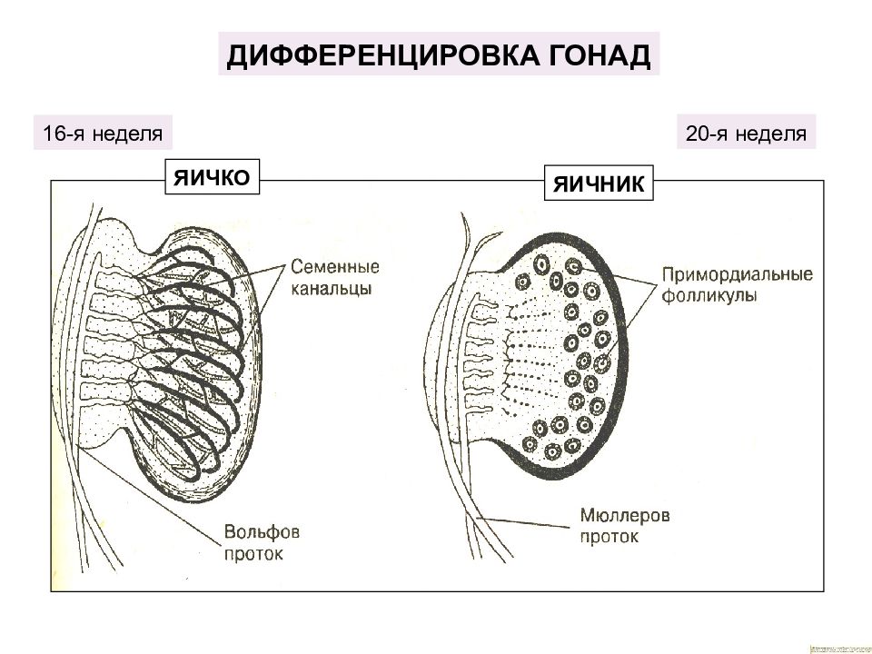 1 мужские половые железы. Эмбриогенез мужской половой системы гистология. Строение гонад. Строение яичка и яичника. Дифференцировка гонад.