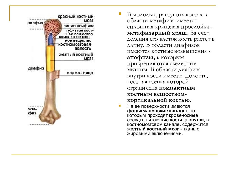Функции костного мозга в трубчатой кости. Трубчатая кость диафиз и эпифиз. Строение костей диафиз эпифиз. Отделы трубчатых костей (эпифиз, метафиз, диафиз).. Части кости эпифиз диафиз метафиз.