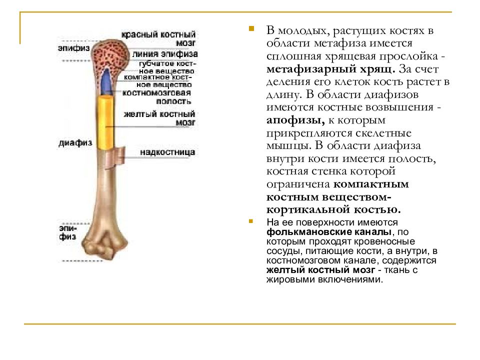 Диафиз кости. Трубчатая кость диафиз и эпифиз. Строение костей диафиз эпифиз. Кость метафиз диафиз. Диафизы и эпифизы трубчатых костей.