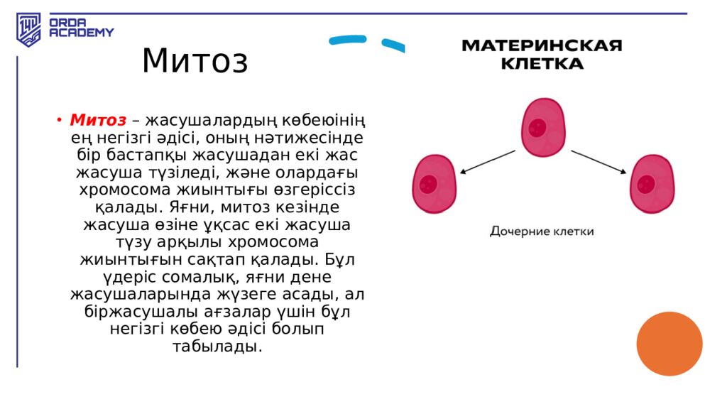 Митоз