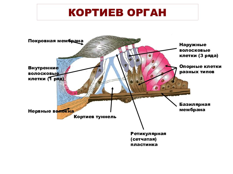 Орган слуха гистология презентация