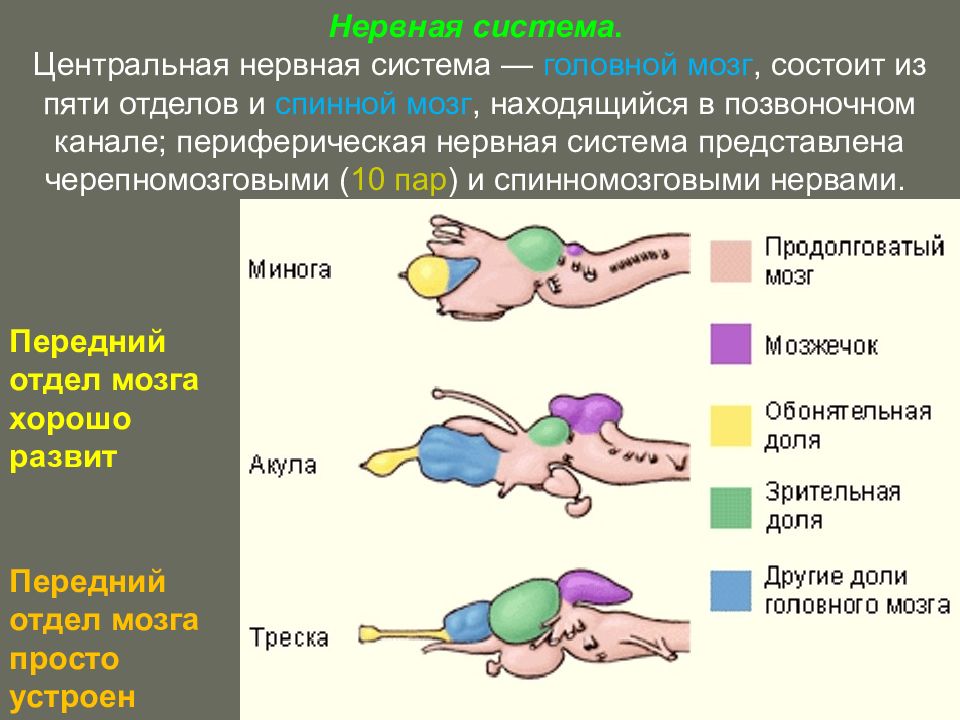 Нервная система рыб состоит из головного мозга. Головной мозг рыбы состоит из пяти отделов.. Головной мозг рыбы состоит из 5 отделов.