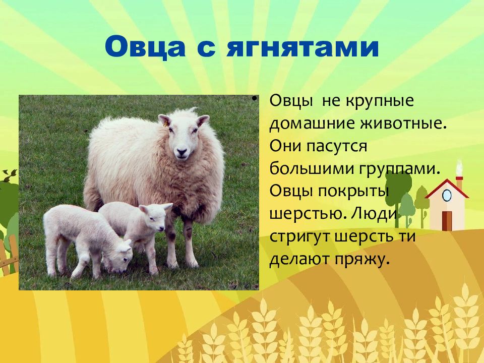 Чем питается овца. Породы мелкого рогатого скота овцы. Разведение мелкого рогатого скота. Шерстяные породы мелкий рогатый скот. Мелкий рогатый.