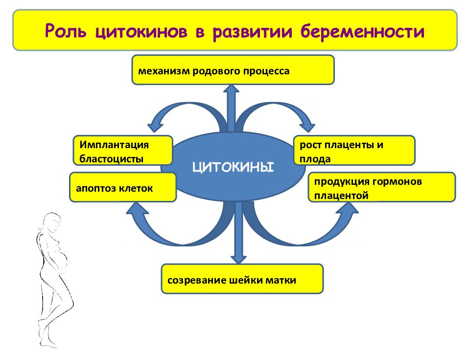 Роль процесса. Демонстрационная модель родового процесса. Иммунный статус 60 клеток.