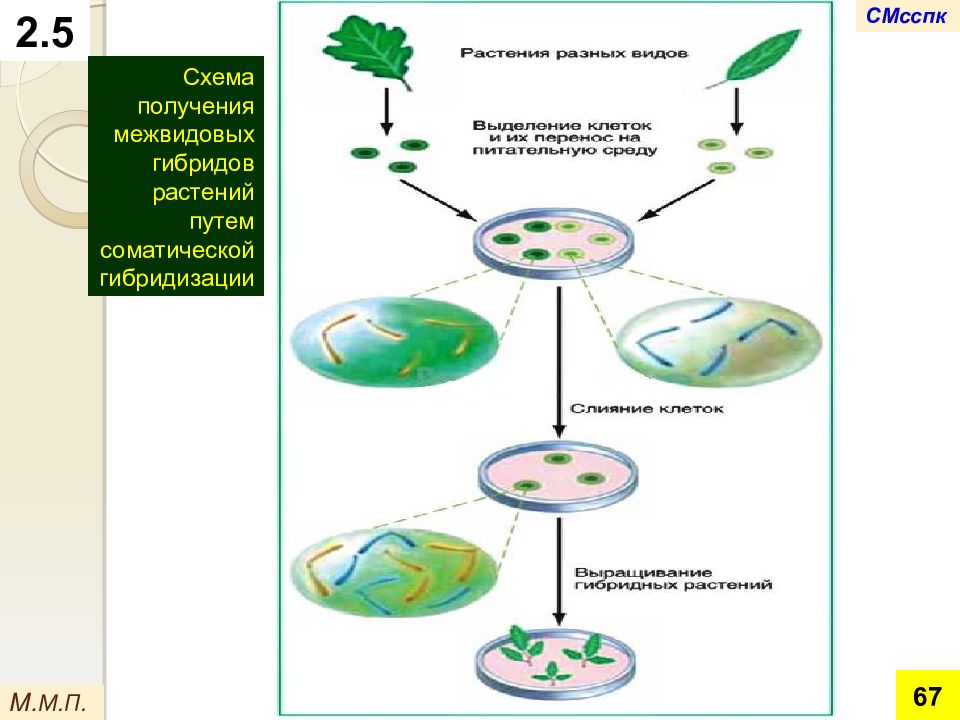 Соматические клетки растений. Гибридизация соматических клеток схема. Слияние протопластов схема. Гибридизация соматических клеток клеточная инженерия. Соматическая гибридизация протопластов.