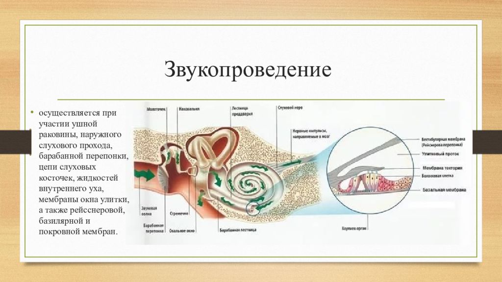 Последовательность звуковых колебаний передаются к рецепторам