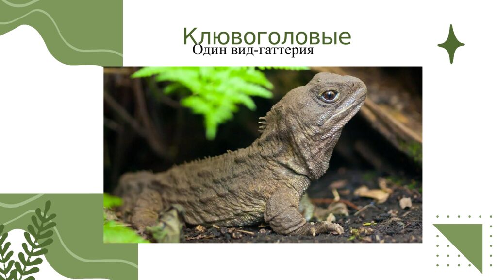 Общая характеристика пресмыкающихся