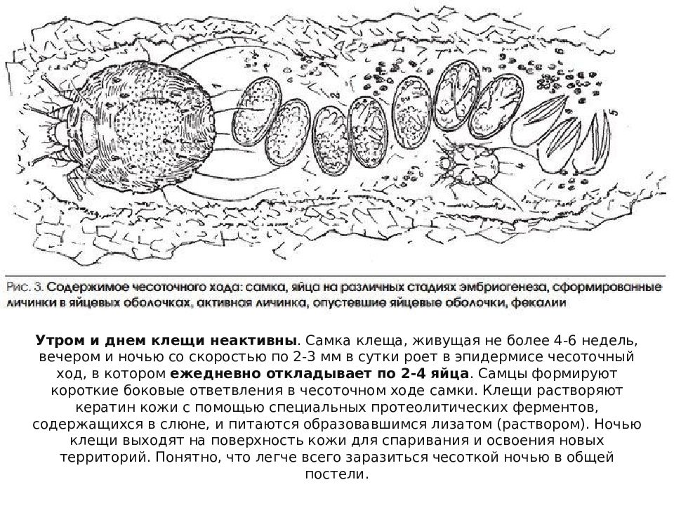 При какой температуре погибает чесоточный клещ. Цикл развития чесоточного зудня схема. Цикл развития чесоточного клеща схема. Жизненный цикл чесоточного зудня схема. Чесоточный зудень жизненный цикл.