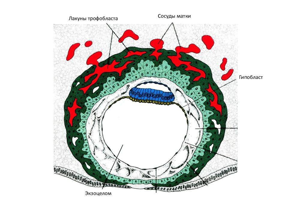 Трофобласт это. Трофобласт гистология. Лакуны трофобласта. Антигены трофобласта. Наружный слой трофобласта.