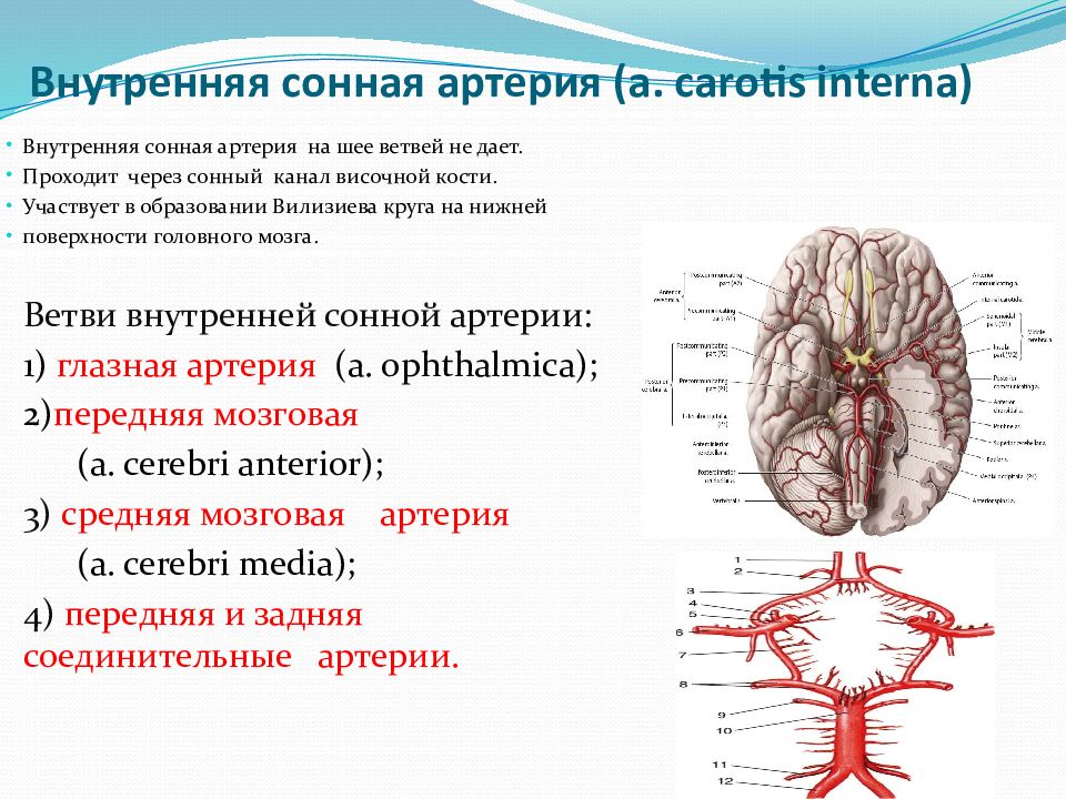 Гипоплазия правой артерии головного мозга. Наружная и внутренняя Сонная артерия. Артерии большого круга кровообращения схема. Сонная артерия круг кровообращения. Сонная артерия круг кровообращения какой.