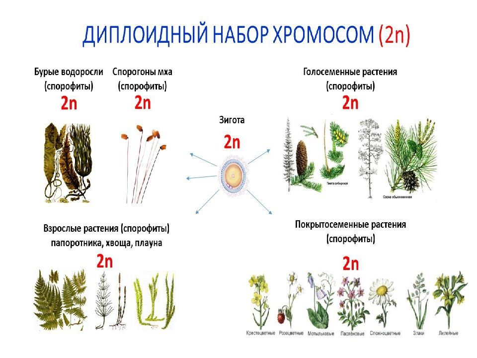 Циклы растений тест. Жизненный цикл растений. Циклы растений. Циклы растений ЕГЭ биология. Жизненные циклы растений ЕГЭ биология.
