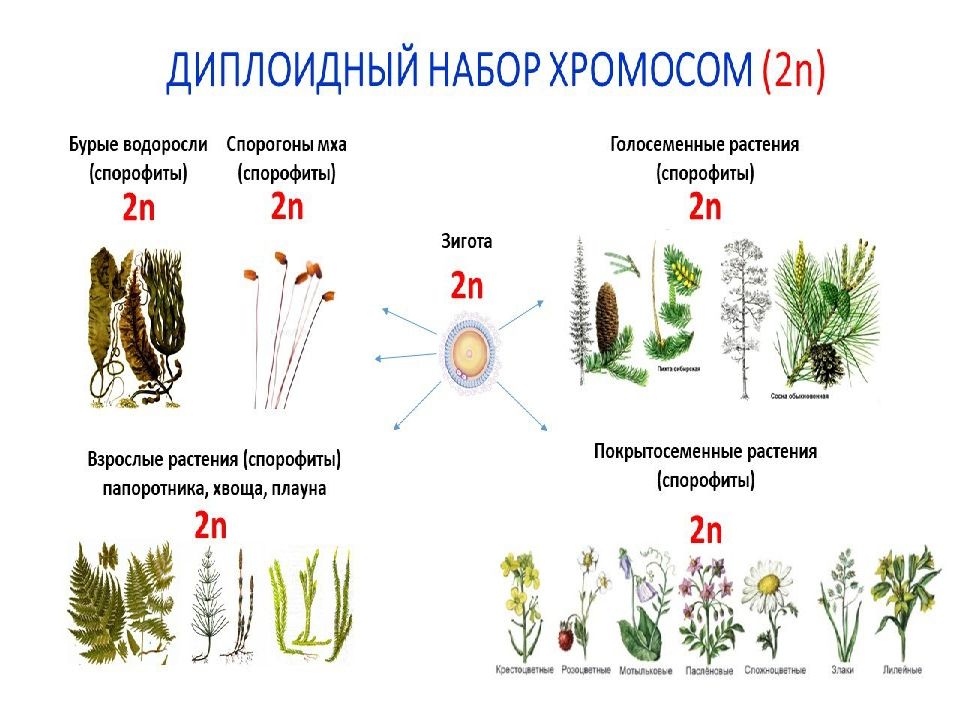 Жизненные циклы растений презентация