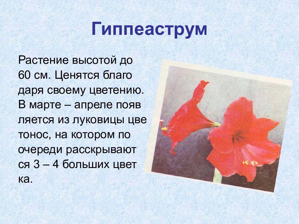 Высота цветов. Цветок гиппеаструм окружающий мир 2 класс в тетради. Цветок гиппеаструма формула цветка. Стихи про гиппеаструм. Стих про цветок гиппеаструм.