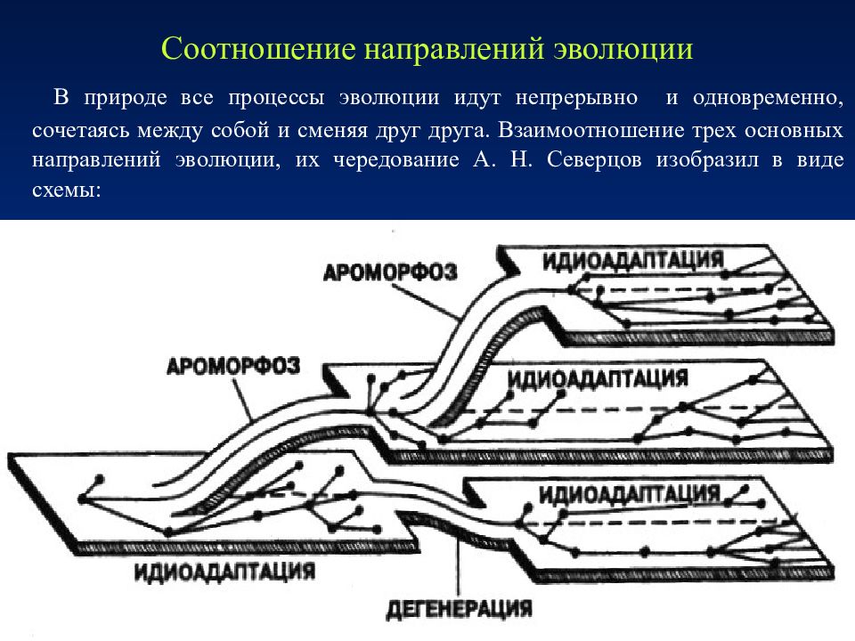 Главные направления эволюции презентация 11 класс