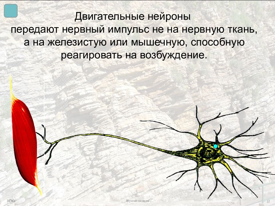 Двигательные нейроны передают импульсы. Двигательные Нейроны передают. Двигательные Нейроны передают нервные импульсы. Возбудимость нервной ткани. Двигательный Нейрон синонимы.