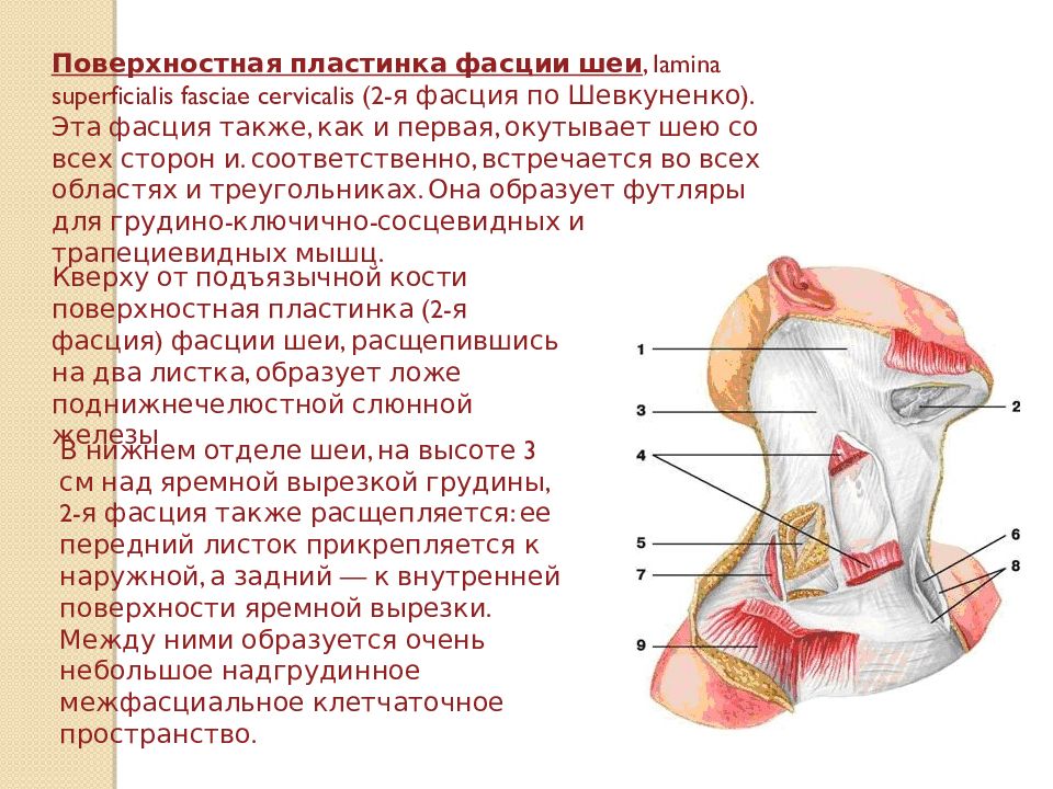 Фасции шеи по шевкуненко схема