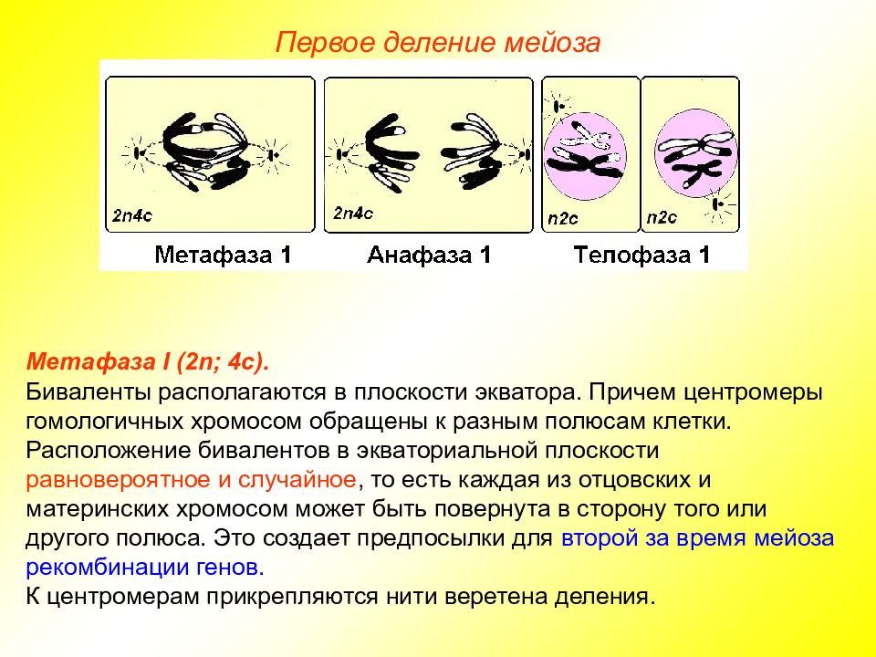 Установите последовательность этапов мейоза выстраивание бивалентов. Метафаза 1 деления мейоза. Фазы деления мейоза метафаза. Анафаза 2 мейотического деления. Метафаза 3 мейоза.