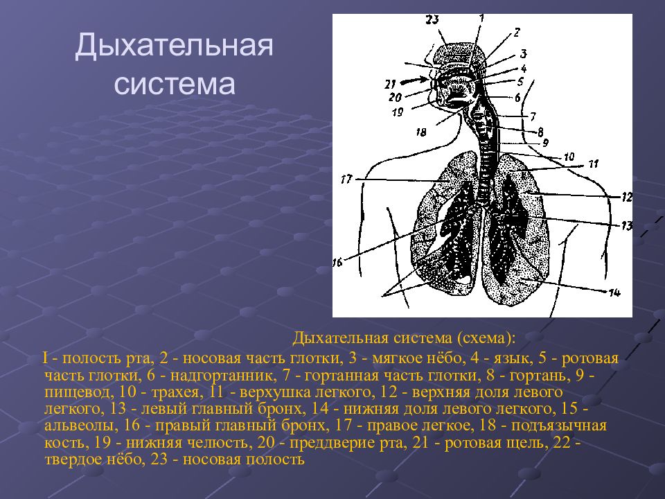 Система органов дыхания. Схема строения дыхательной системы. Отделы дыхательной системы схема. Дыхательная система схема 8 класс. Строение дыхательной системы человека схема с функцией.