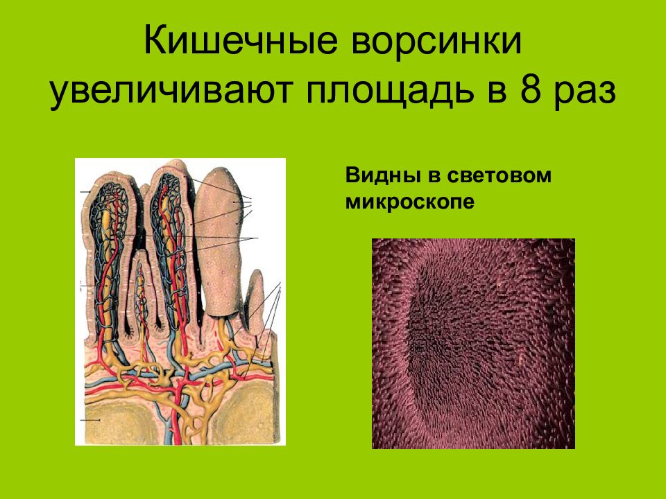 Как выглядят кишечные ворсинки человека