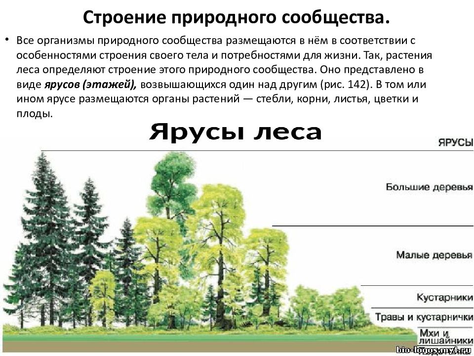 Растительные сообщества схема. Ярусное строение. Ярусное расположение растений в лесу. Ярусное строение природного сообщества.