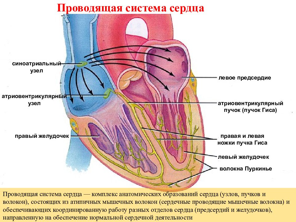 Сердечная система. Анатомия и физиология сердечно-сосудистой системы. Строение сердечно сосудистой системы. Патофизиология сердечно-сосудистой системы. Сердечно сосудистая система сердце.