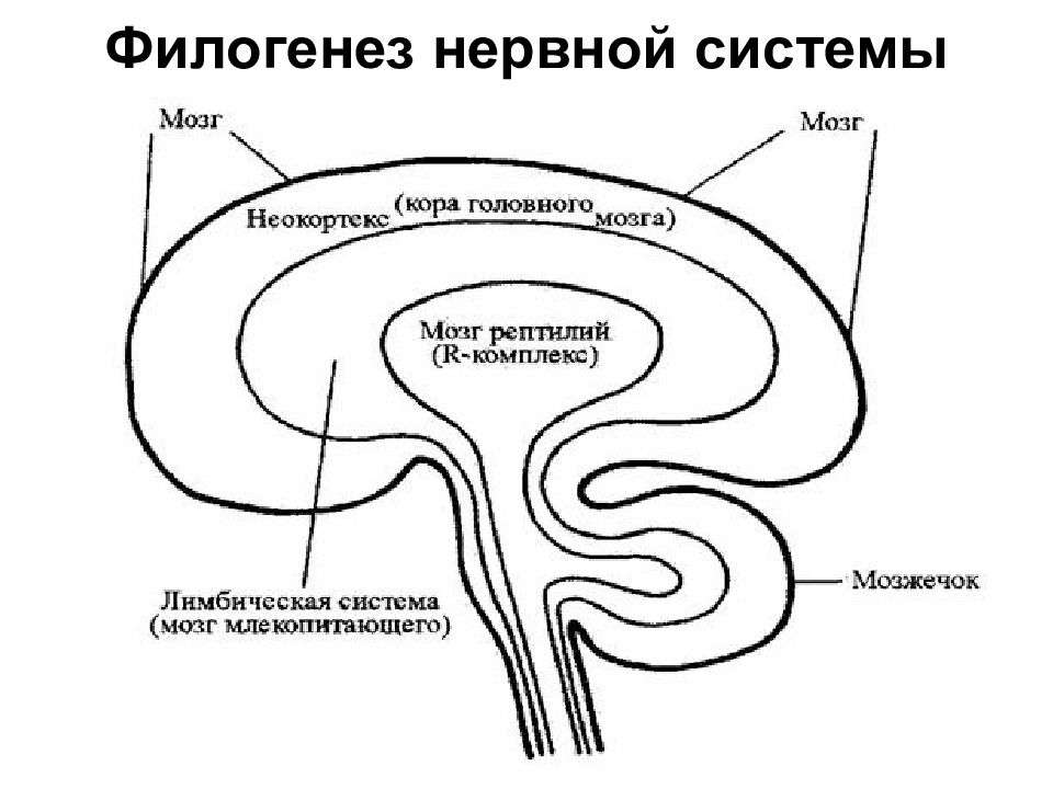 3 типа мозга