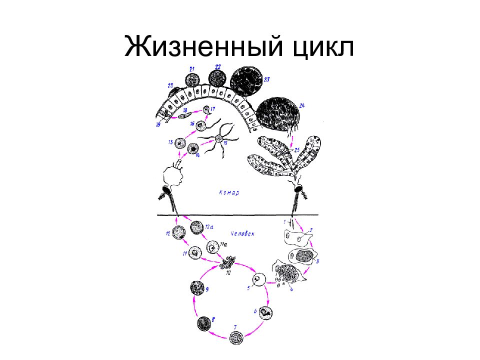 Жизненный цикл класса. Циклы развития простейших схема. Схемы жизненного цикла простейших. Название схема жизненного цикла простейших. Простой и сложный цикл развития.